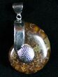 Beautiful Polished Ammonite Fossil Pendant #6820-1